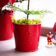 이케아 VINTERFINT 빈테르핀트 화분 9cm 크리스마스 꽃 화초 인테리어 소품, 상세페이지 참조, 1개