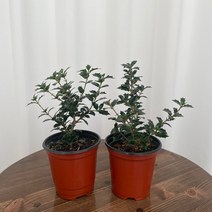 호랑가시은목서 1+1 온정원 공기정화식물