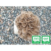생 잎새버섯 [무농약 + GAP 인증] 각종TV촬영농장 바로세움버섯 800g 600g 400g, 1팩
