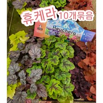휴케라-10개묶음/추위에 강해 정원수로 많이 사용, 10개
