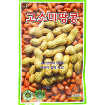 [씨앗맛집] 고소미땅콩 견과류 국산 꿀 햇 땅콩 씨앗 씨 모종 종자 재배 키우기