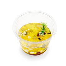 바다새우 키우기 (1인용) 씨몽키 작은생물키우기