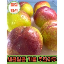 추희자두 1kg 2kg 5kg 새콤달콤 가을자두 국내산 산지직송 품질 엄선 햇자두 왕자두 Plum, 1kg 중과 (11~12과), 1개