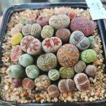 인연다육 다육식물 리톱스모듬 2번화분포함 코노피튬 실생 미니다육 반려식물 아프리카식물 단품배송, 1개