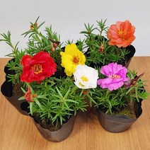 채송화 겹 채송화 12개 세트 꽃 색깔이 다양한 채송화 모음, 겹채송화24개, 1개
