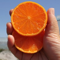 룰루네상점 제주 카라향 3kg 소과 벌크포장 고당도 감귤