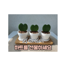 화이트화분 미니하트호야세트, 하트호야 3구세트