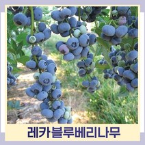 블루베리나무 묘목 레카 7치화분 결실주 1개