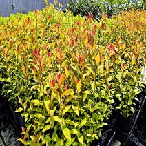 착한가격 나무생각 / 삼색조팝 / 4치 포트 / 10주, 주