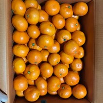 [햇쌀맘] 진짜 달고 맛있는 귤 제주도 감귤 가정용 1.5kg 3kg 4.5kg 귤림원 감귤 고당도 보장