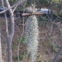 틸란드시아 괴목 집에서키우기쉬운식물, 단품