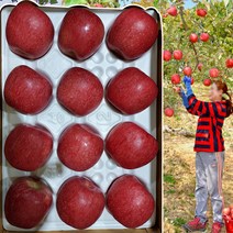 문경부사 꿀 사과 유명한곳 선물용 가정용 못난이 사과 흠과 낙과 한박스 5kg, 특대 11~13과