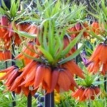 패모 4주 루브라 맥시마