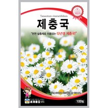 세계 제충국 씨앗 다년생 아스타 달마시안 살충제 국화과 봄 여름 가을 꽃씨 종자, 아그로스템마