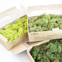 공기정화 스칸디아 모스 천연이끼 500g DIY 2가지 색상 혼합 가능 BEST 14color, 클래식블루, 모스그린