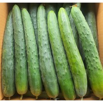 가락싱싱 청오이 10kg(상), 1개