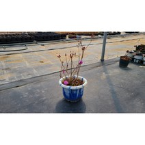 진달래 묘목(20cm 화분) [노지월동/ 다년생/ 야생화/ 예쁜식물/ 반려식물/ 테라스정원/ 관목]