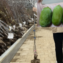 (D)개량왕다래묘목(용성2호)(150센치) 1그루 결실가능