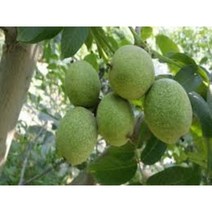 왕호두나무-신령호두 샐생 2년생 2주묶음