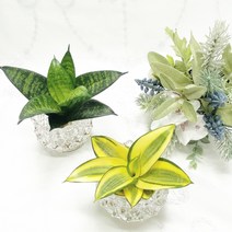 산세베리아 물에서키우는 수경재배식물 실내에서 키우기 쉬운 수중 수생 음지화분, 2 골드산세베리아, 1개