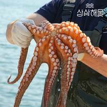 삼삼해물 돌문어1kg, 1개