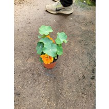 10~30cm 한련화 소품 야생화 29