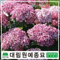 [대림원예종묘] 수국 미국수국 아나벨수국, 미국수국(핑크아나벨)3리터포트(C3)