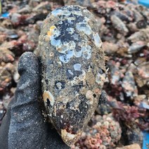 국내산 백령도 자연산 홍합(섭. 담치) 중사이즈 생물 1kg 10미 내외