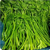 봄이 왔어요 향긋한 봄 미나리(620g)