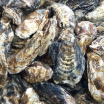 통영 석화 굴 구이 찜용 5kg 10kg 하프셀 횟감 30미 당일 배송, 2-3. 석화 15kg