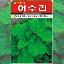 어수리 씨앗 50립/ 약초 나물 민속채소 토종 주말농장 텃밭 키우기