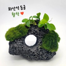 [상상수족관] 화산석 동굴 나나 모스볼 활착, 화산석동굴+모스볼만