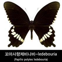 꼬마사향제비나비표본-ledebouria 70mm+-