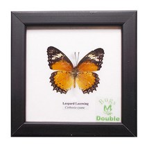 곤충 표본 나비 레파드 레이스 날개 암컷 Leopard, 1개