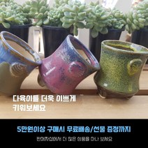 다육 다육화분 - 작은컵 화분 3개세트 예쁜 다육화분