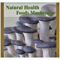 느타리버섯 배지 6개 집에서 키우기 가정 학교 학습실 사무실