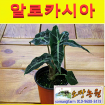 (MJ소망)거북등알로카시아(쿠쿨라타)모종(포트) 3개