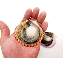 당일 조업 통영 특 사이즈 생물 대왕 홍가리비 1kg 2kg 3kg 4kg 5kg, 통영 특 홍가리비 1kg 당 18-20미