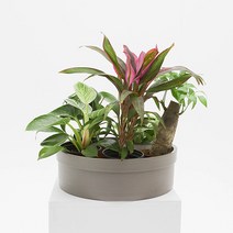 화담 플라스틱 낮은 화분 모둠플리츠화분, 모둠플리츠 화이트