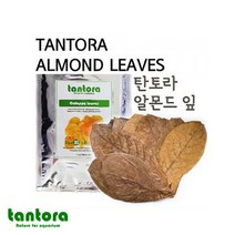 탄토라 알몬드 잎 XL 10장 베타 새우 CRS, 단품, 단품