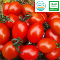 스테비아 토망고 방울토마토 완숙 토마토 꿀마토 맛집 산지당일, 완숙큰토망고 2kg(2팩)