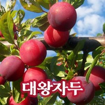 뿌리로템원예종묘_자두나무 묘목 왕자두 추희 후무사 접목1년 과일나무 유실수, 추희 특묘 5주