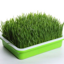 새싹 채소 키우기 새싹보리 보리싹 밀 싹 수경 재배, 새싹재배기