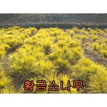 황금 소나무 접목1년특묘 2그루 나무 묘목 묘목판매 조경수