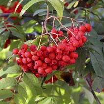 [새싹에서 나무까지] 마가목(실생2년) (트레이 포트묘) 특용수나무_조경수나무