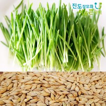국내산 새싹보리씨앗 가정용 키우기 종자 겉보리 [22년 갓수확한 고흥산] 진도장모와 서울큰사위, 1개, 1kg