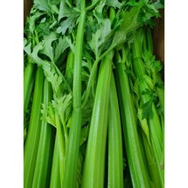 야채왕 샐러리 2kg 즙용 셀러리, 1개