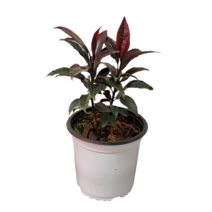 홍공작 만냥금 칼라홍공작 칼라만냥금 무늬종 14, 1개