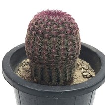 자태양-소형종/원통형선인장/귀족선인장/붉은가시, 1개