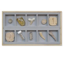 과학실 화폐석 구조파악 신생대 화석표본 10종 생태계 수업용 학습용 유물 관찰